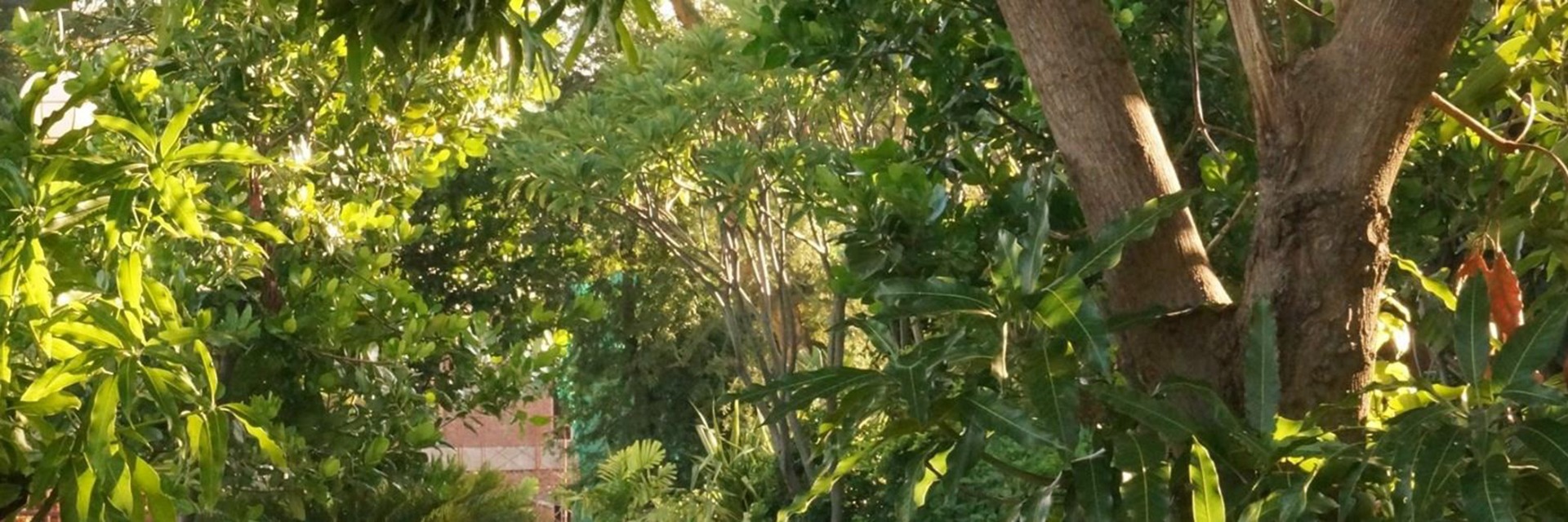 Des arbres artificiels comme des vrais