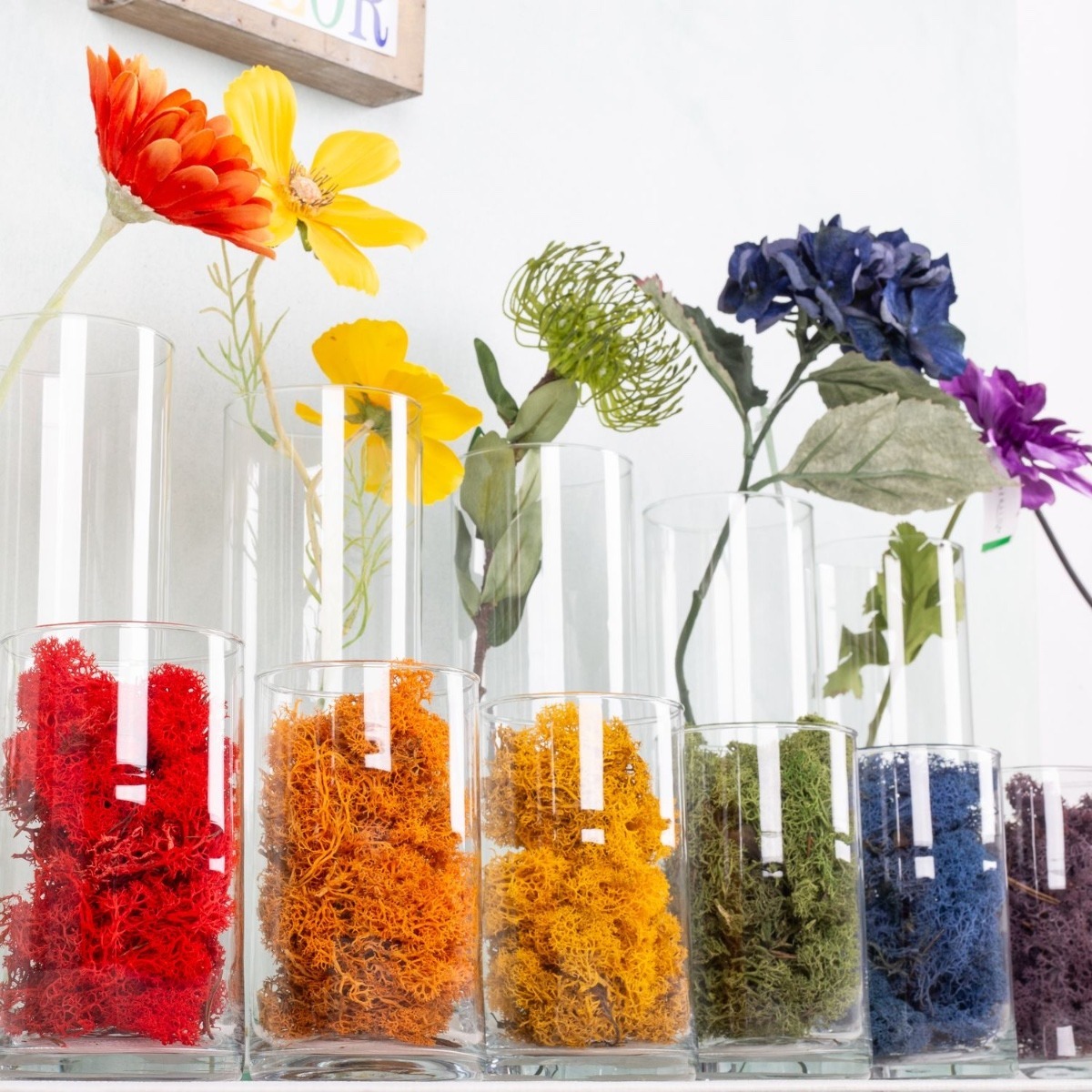 Flowers Bloom in every Color