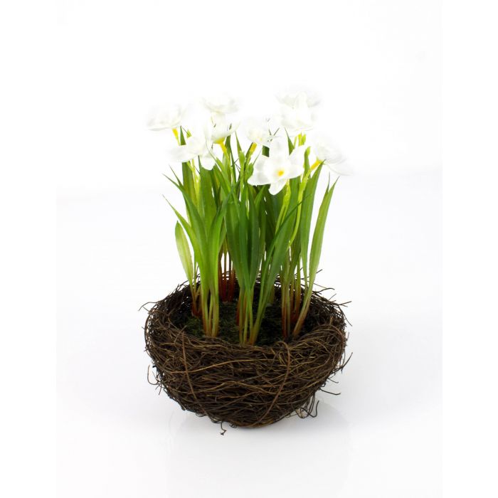 Jonquilles /Narcisses