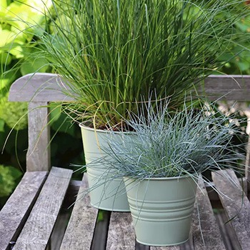Pots de fleurs