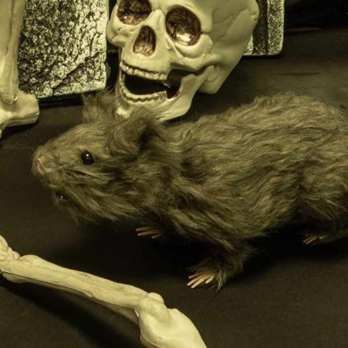 Animaux d'Halloween