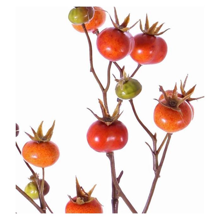 Branches de fête des récoltes