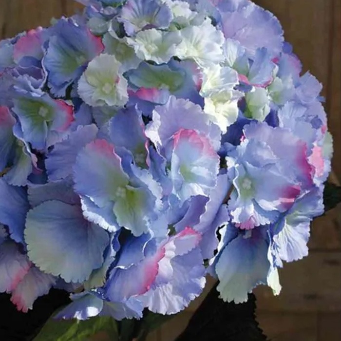 Hortensias bleu