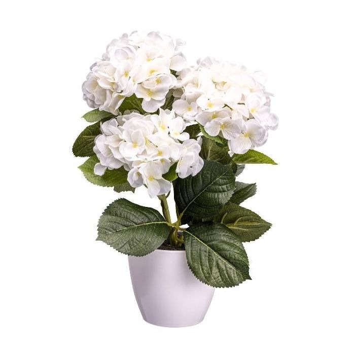 Hortensias en pot