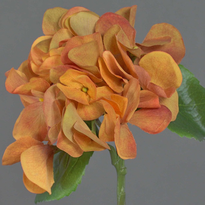 Hortensias oranges