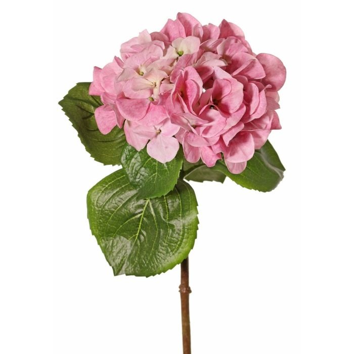Fleurs d'hortensias