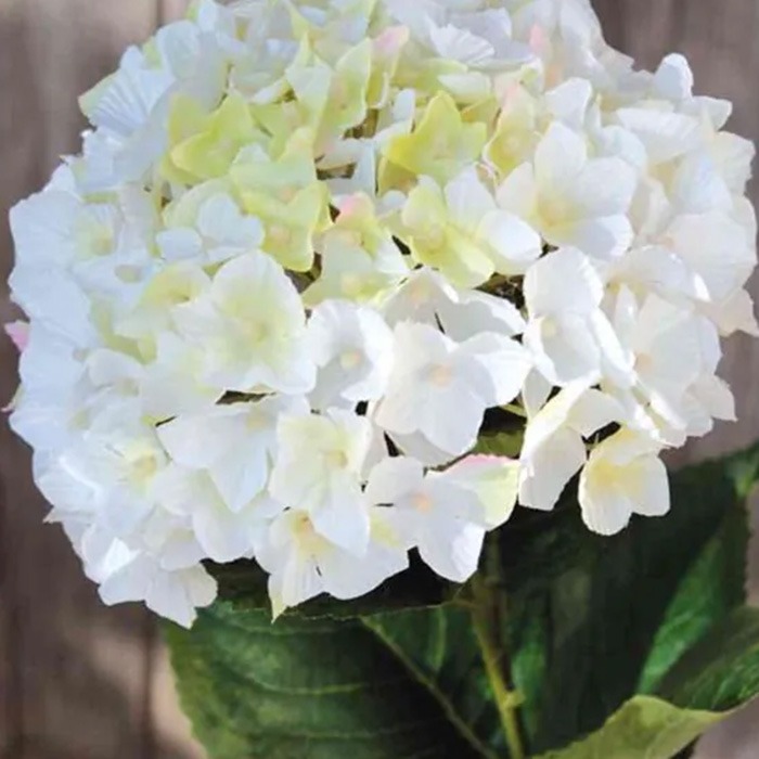 Hortensias blancs