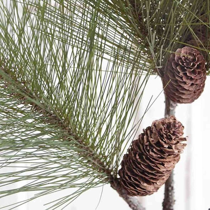 Branches / rameaux de pin