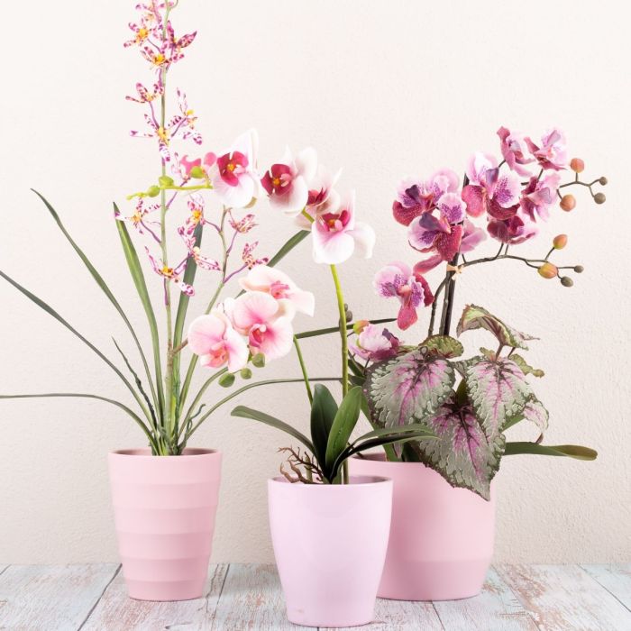 Dis-le avec des fleurs Partie 1-3