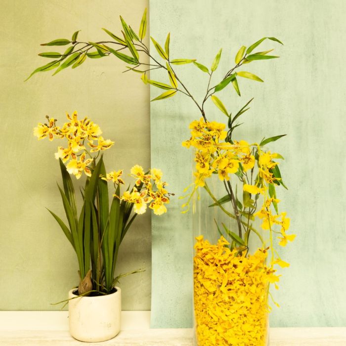 F&eacute;licit&eacute; jaune