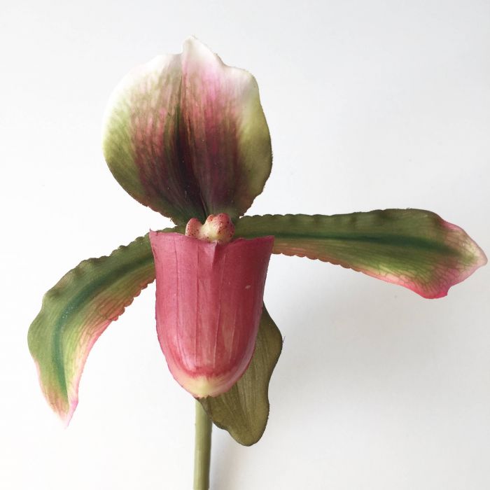 Paphiopedilum