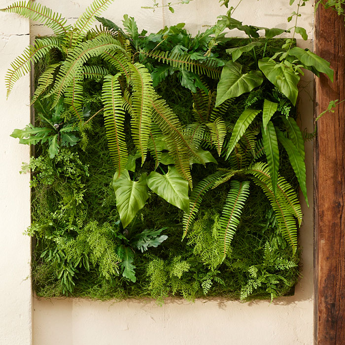 Murs de plantes