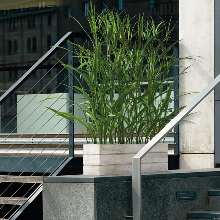 Plantes comme brise-vue