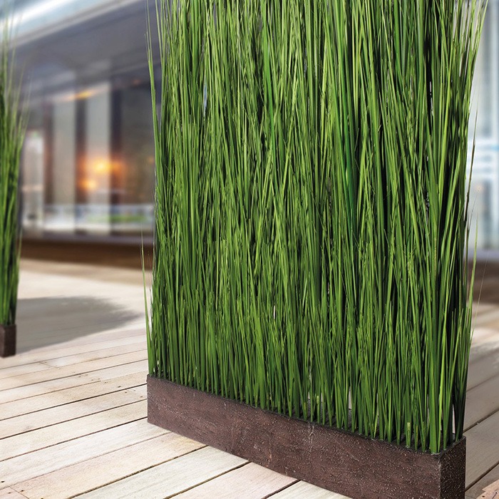 Plantes brise-vue