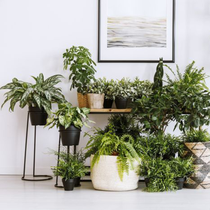 Fausses plantes en solde