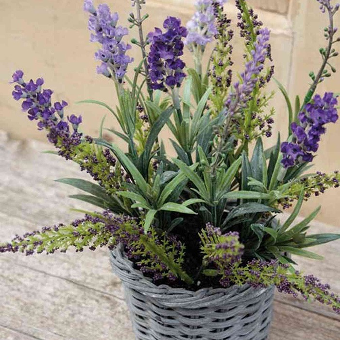 Compositions d'été