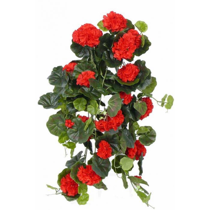 Géranium