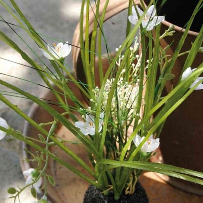 Graminées d'été